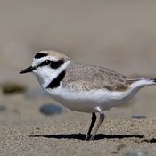 Snowy Plover